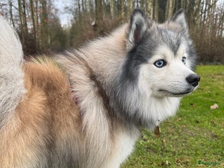 Pomsky honden F1 Dekreu Pomsky - Advertentie 2