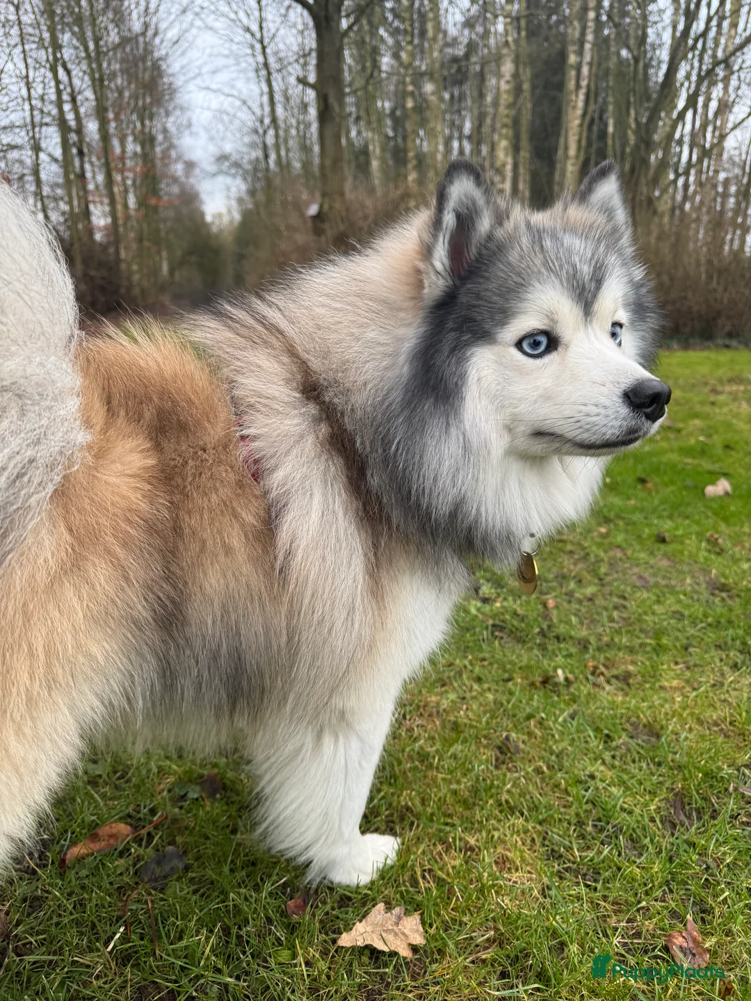 Pomsky honden ter dekking: F1 Dekreu Pomsky  - Advertentie 1