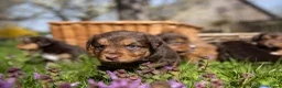 Kruising honden te koop: Australian Toller pups - Advertentie 7