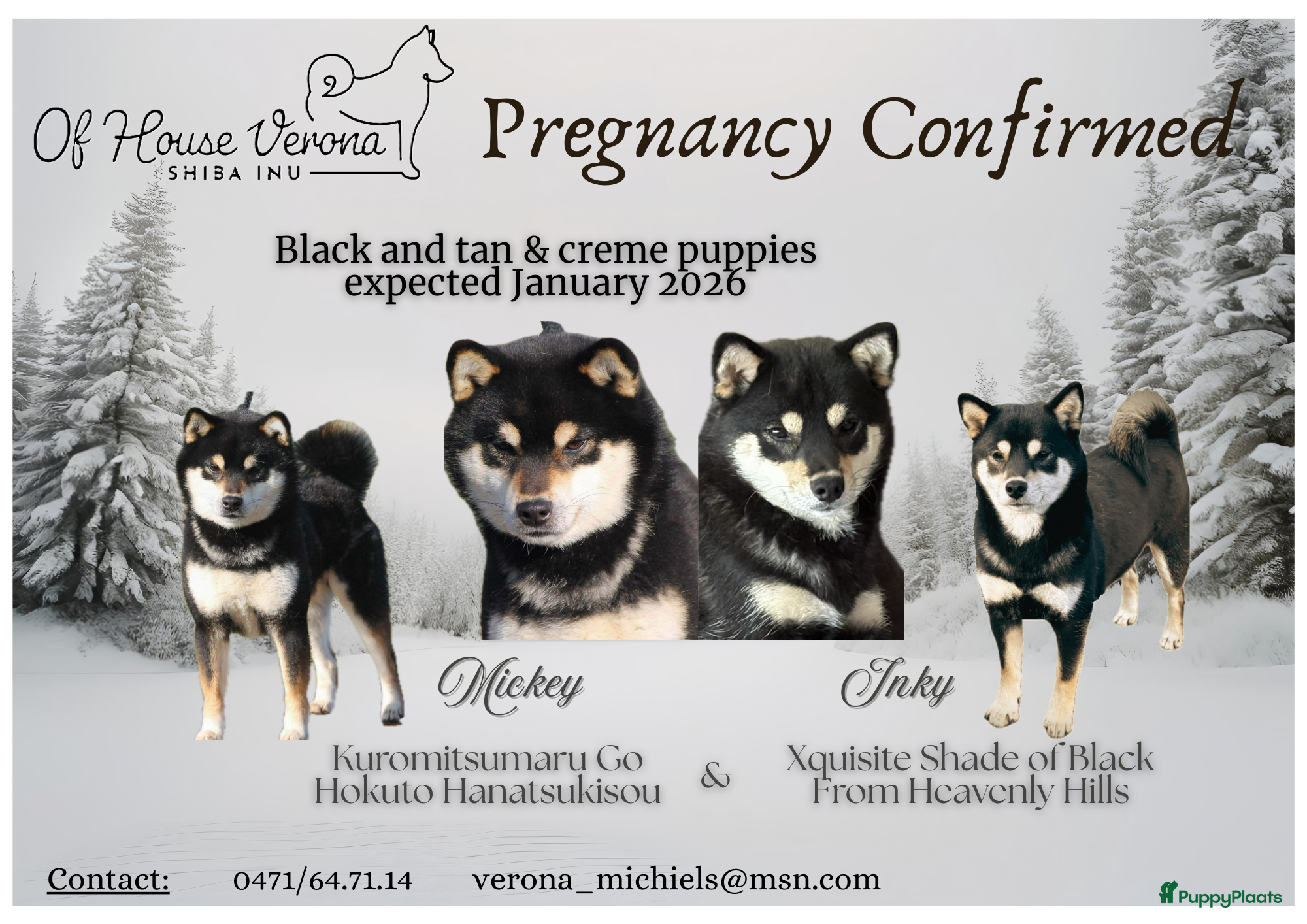 Shiba honden Shiba reutjes black and tan - Advertentie 1