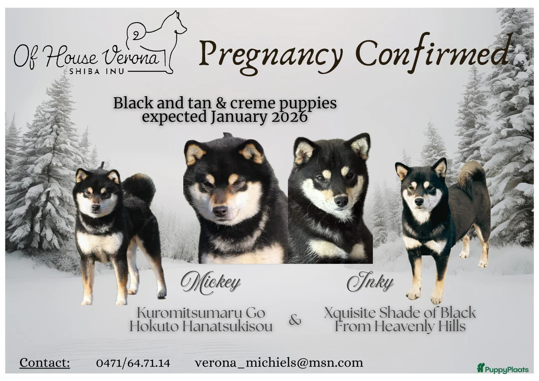Shiba honden te koop: Shiba reutjes black and tan - Advertentie 1