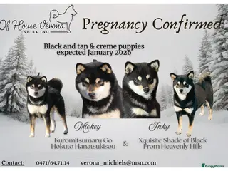 Shiba honden Shiba reutjes black and tan - Advertentie 1