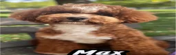 Dwergpoedel honden ter dekking: Dwerg poedel dekreu - Advertentie 3