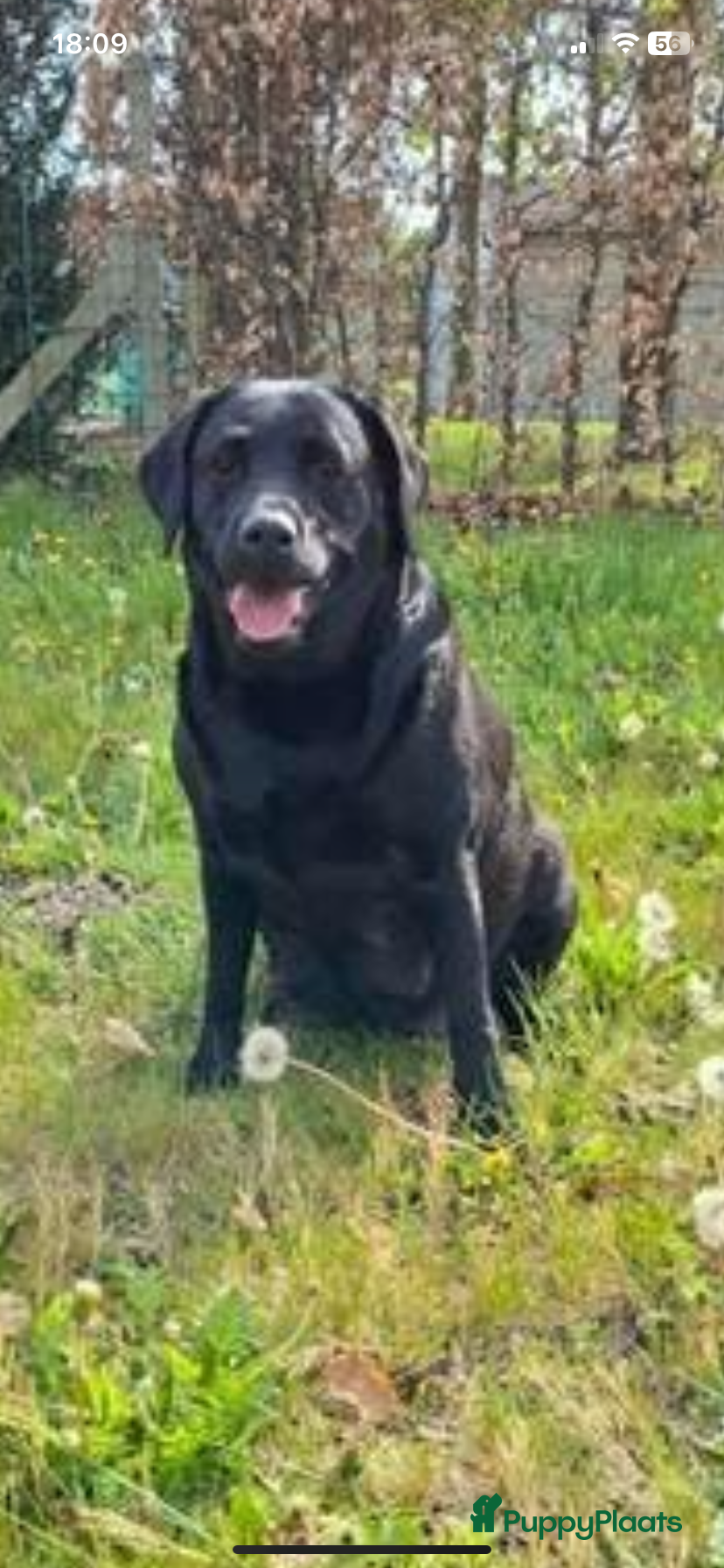 Labrador Retriever honden te koop: Labrador pup met stamboom - Advertentie 18