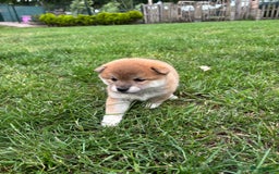 Shiba honden te koop: Shiba Inu pups (nog 1 reutjes beschikbaar) - Afbeelding 9