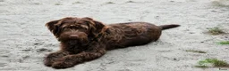 Labradoodle honden te koop: Super fijne multigen half Australian doodles🥰 - Advertentie 3