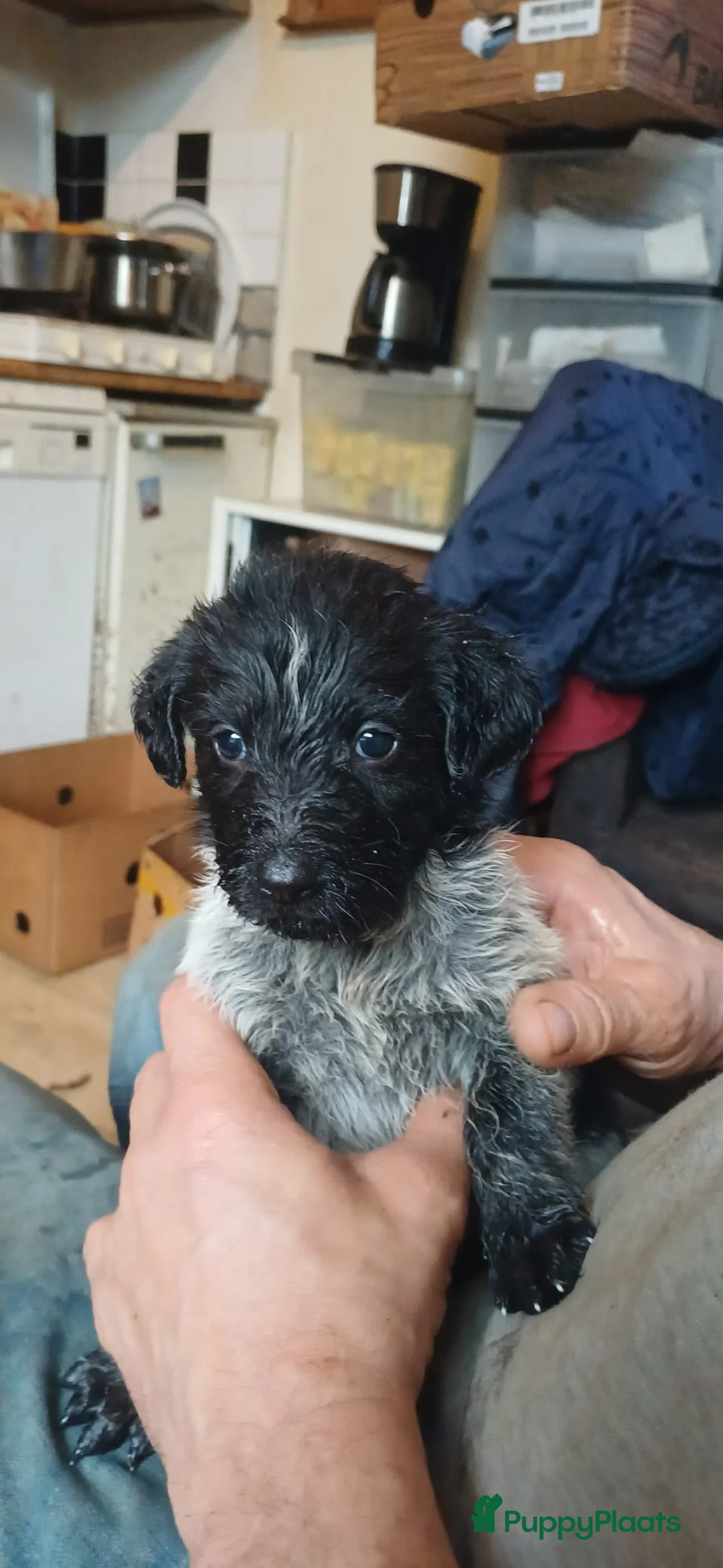 Kruising honden te koop: Een van deze prachtige pups is voor jou bedoeld? - Advertentie 12