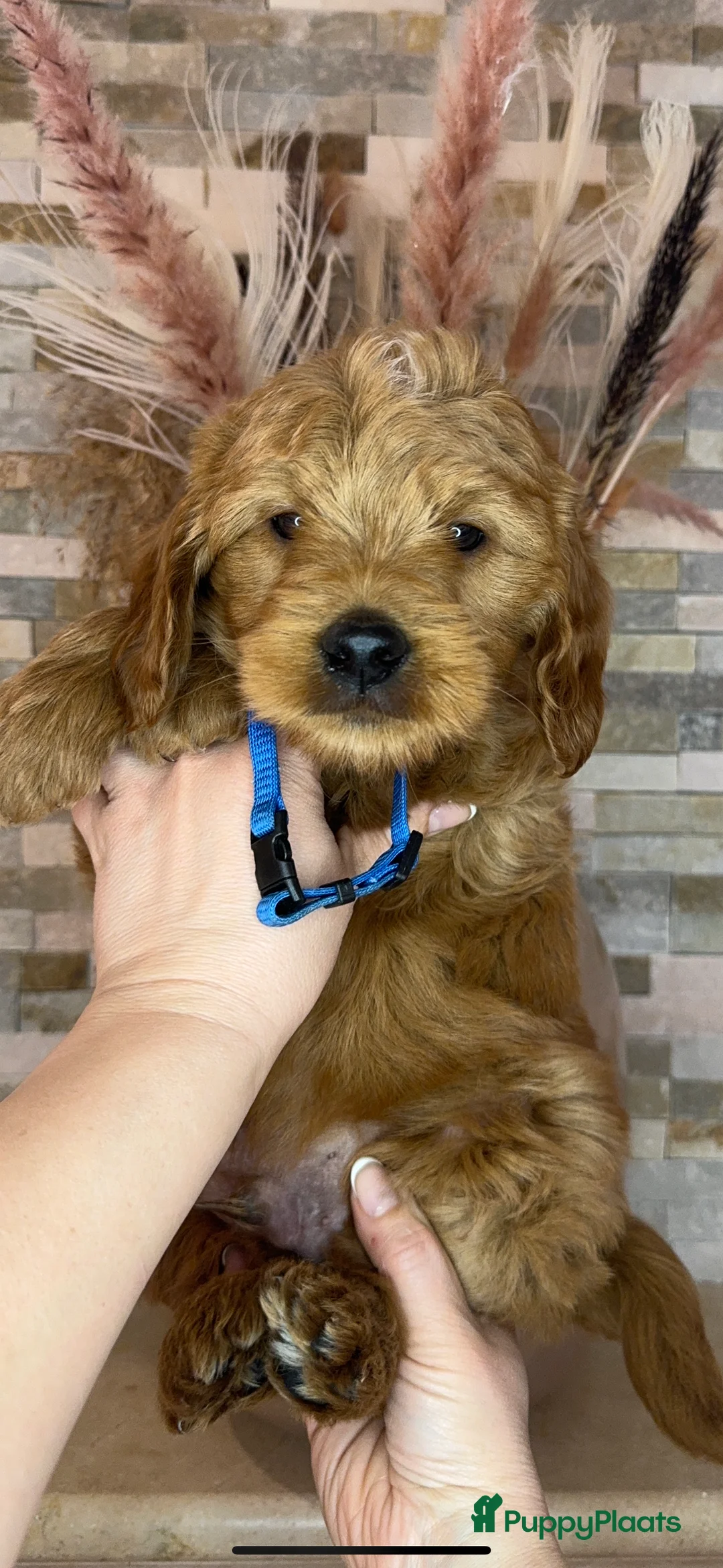 Goldendoodle honden te koop: Prachtige goldendoodle mini s  - Advertentie 5