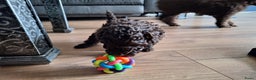 Poedel honden te koop: Choco toypoedel meisjes - Advertentie 8