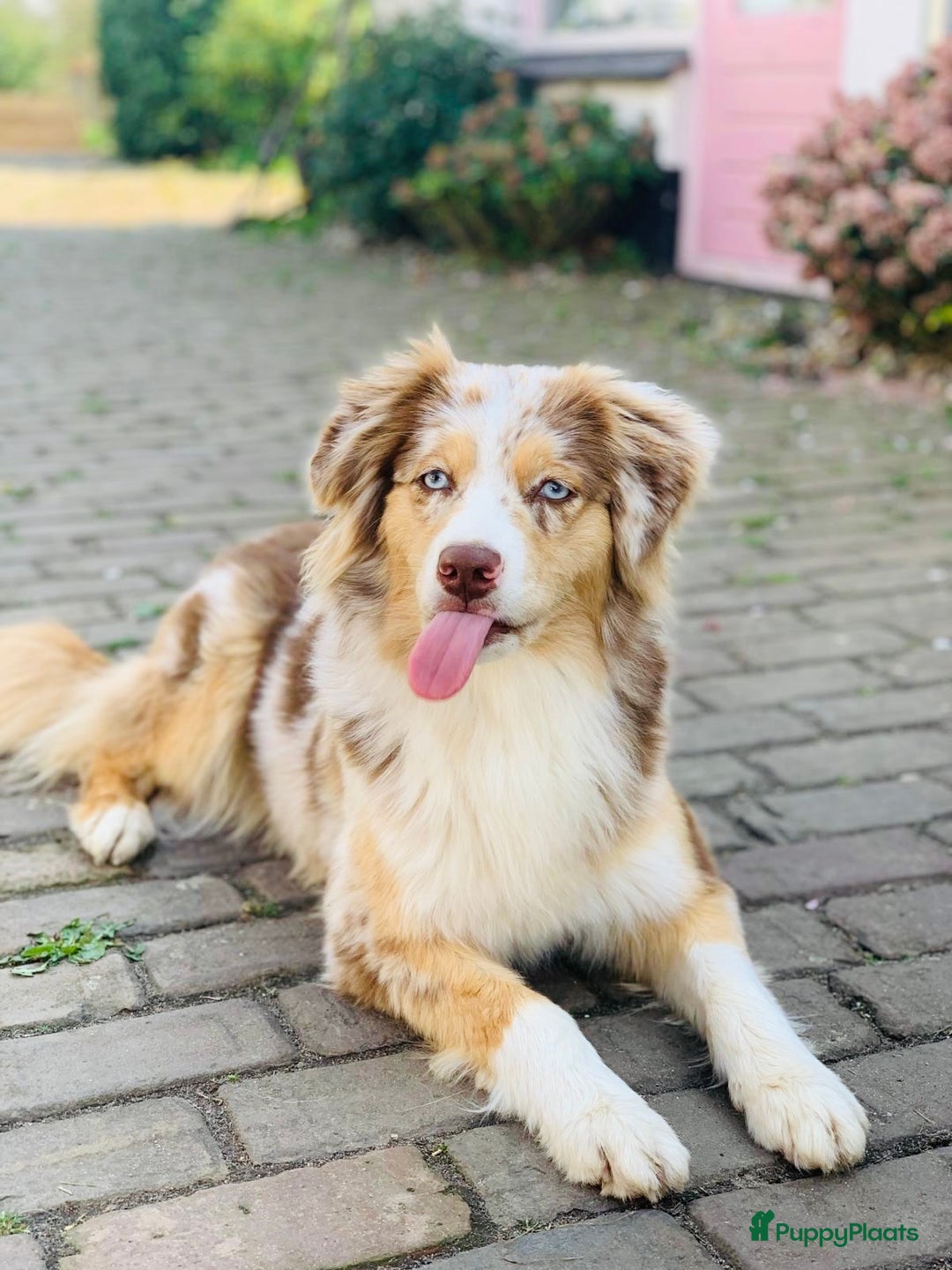 Australian Shepherd honden te koop: Prachtige pups Australian shepherd X  - Advertentie 20