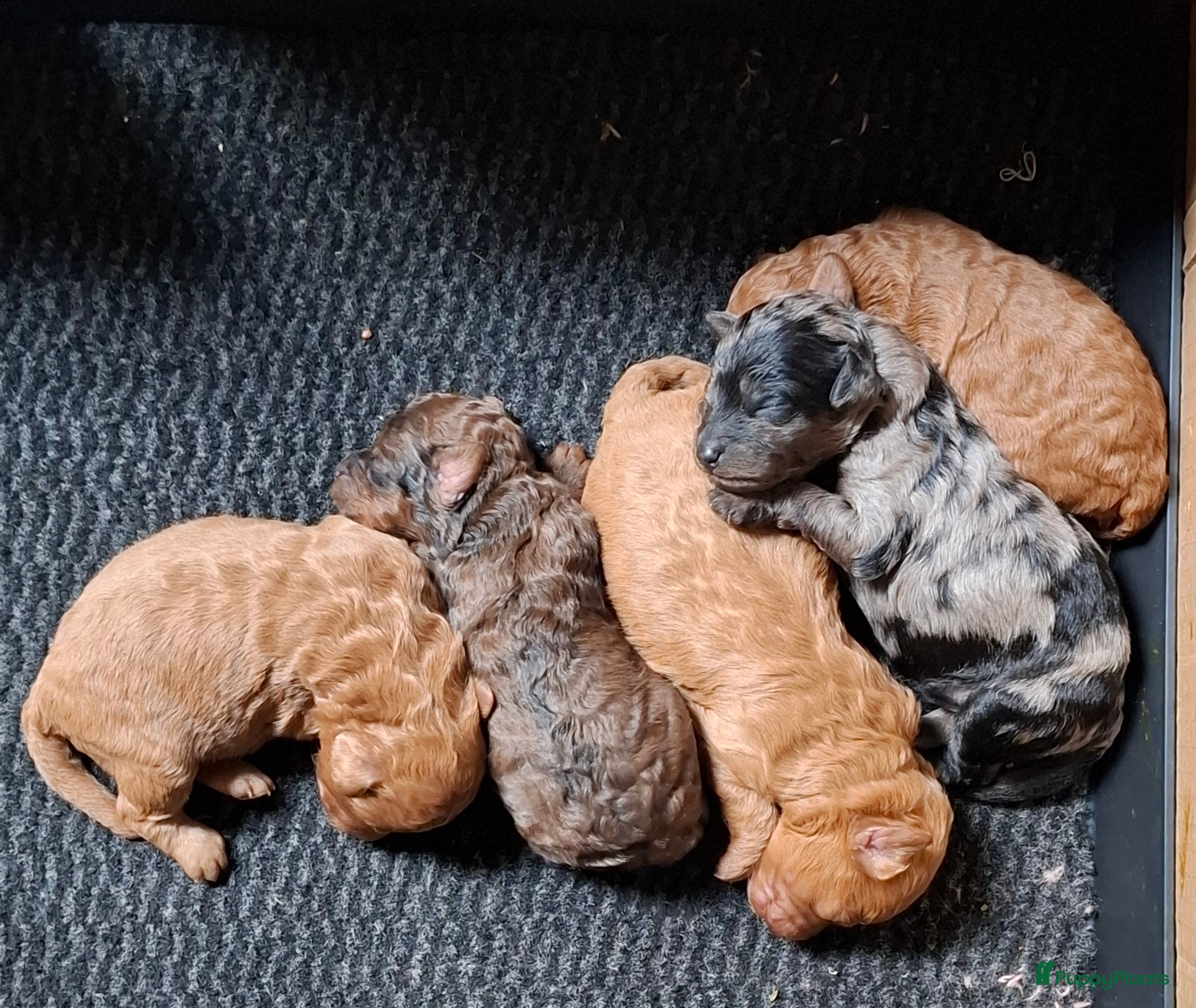 Labradoodle honden te koop: Mini labradoodle/poedel - Advertentie 6