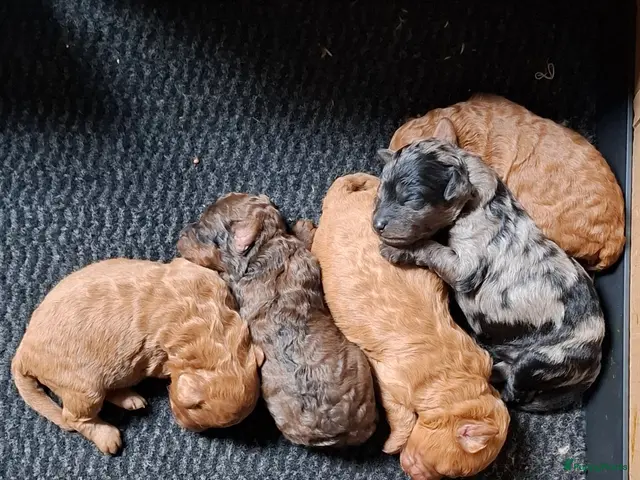 Labradoodle honden te koop: Mini labradoodle/poedel - Advertentie 6