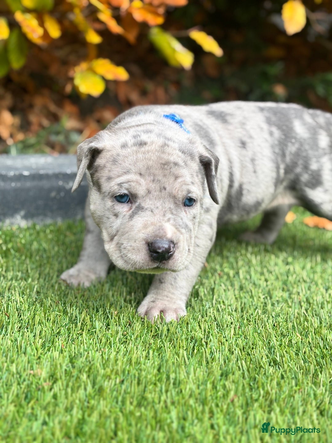Amerikaanse Bully honden te koop: American Bully Xl pups - Advertentie 8