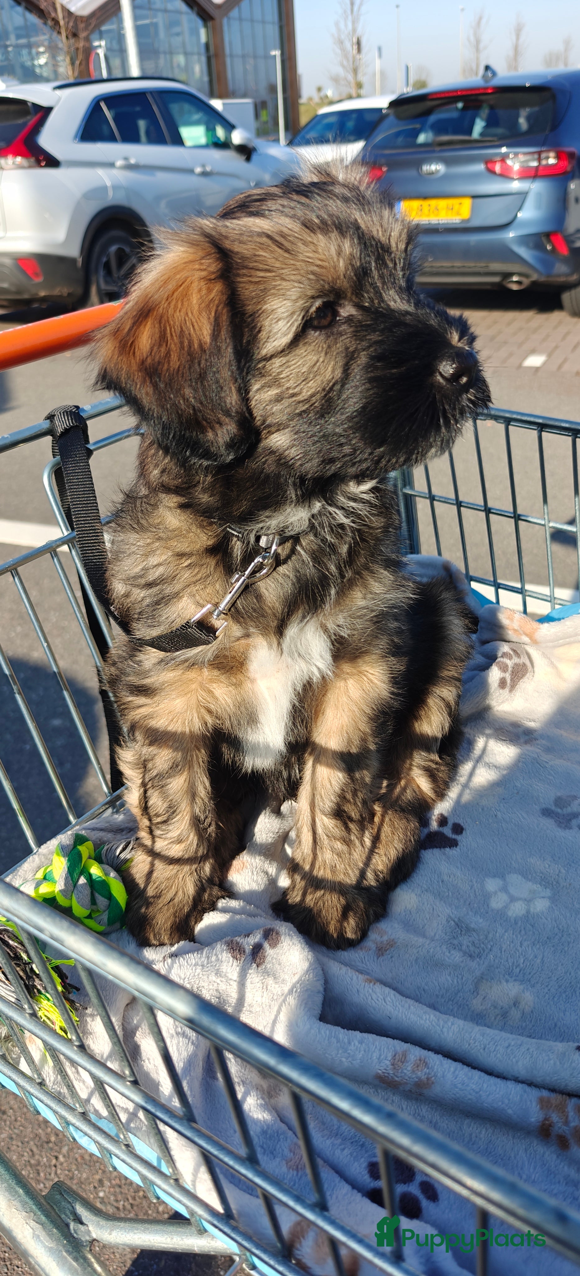 Tibetaanse Terriër honden Tibetaanse Terriër pup  - Advertentie 1