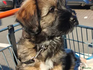 Tibetaanse Terriër honden Tibetaanse Terriër pup - Advertentie 2