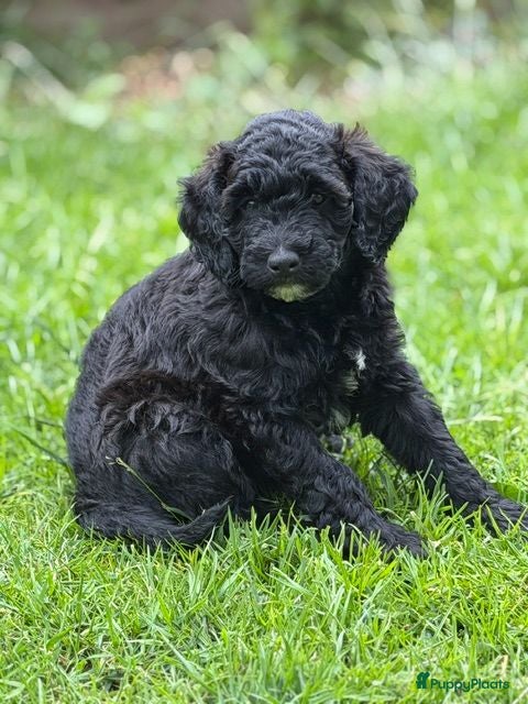 Kruising honden Medium labradoodles - Advertentie 1
