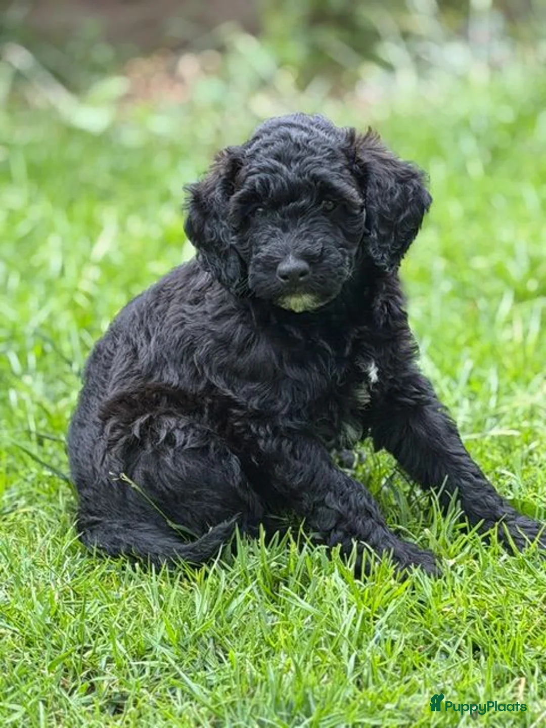 Kruising honden te koop: Medium labradoodles - Advertentie 1