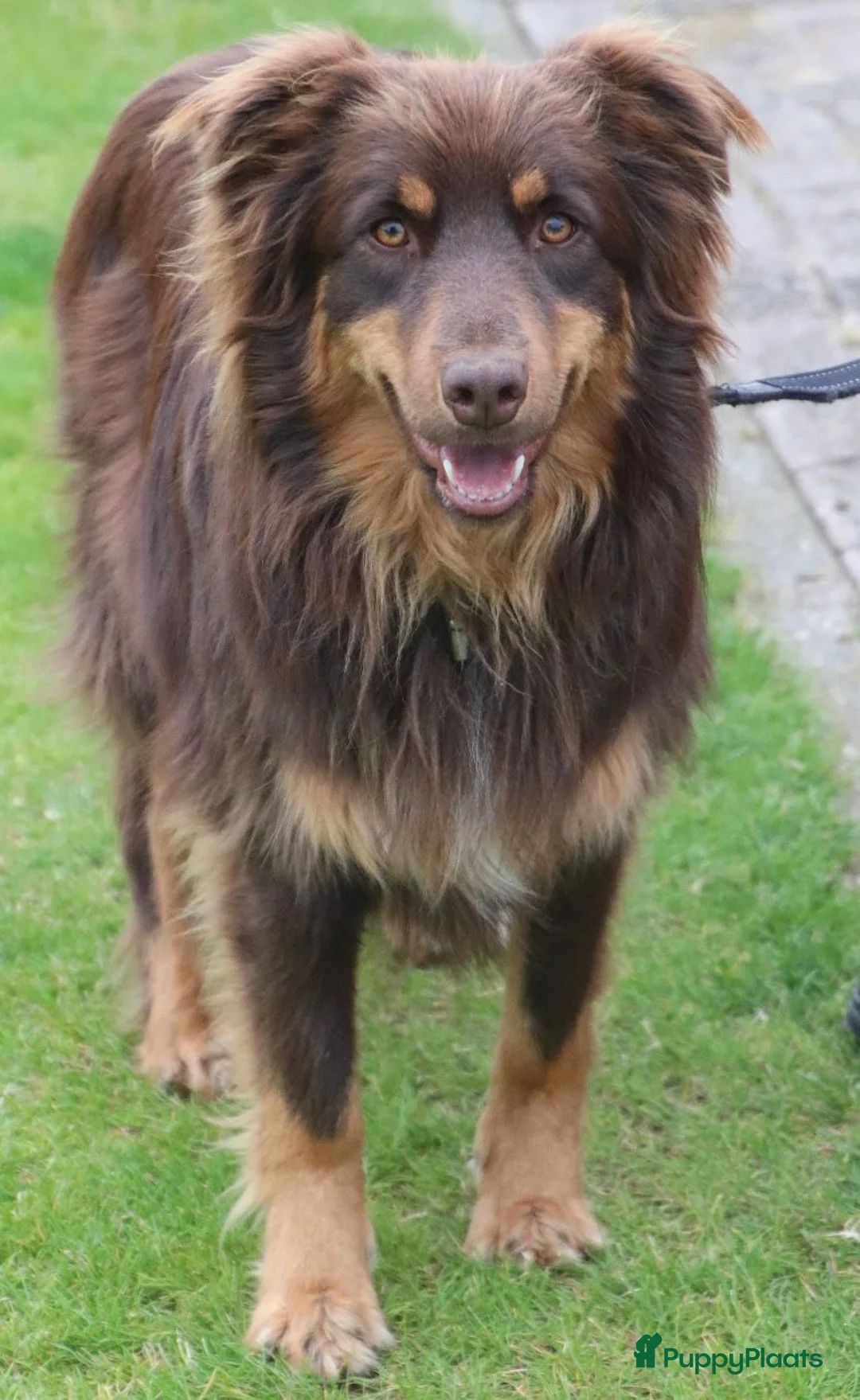 Kruising honden te koop: Australian shepherd x Berner sennen (25%) pups  - Advertentie 19