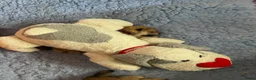 Shiba honden te koop: Mooie Shiba puppy’s zoeken een liefdevol thuis  - Advertentie 16