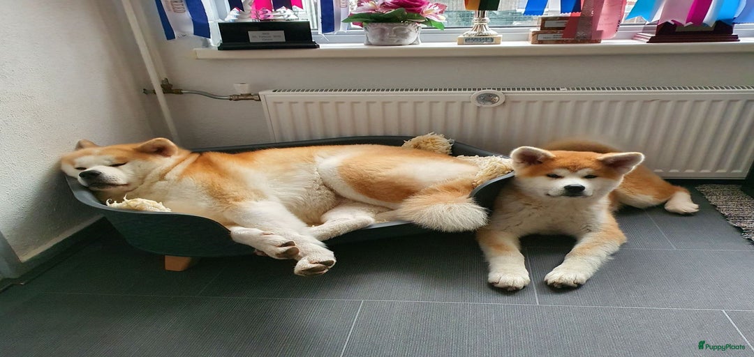 Galerij afbeelding {{count}}