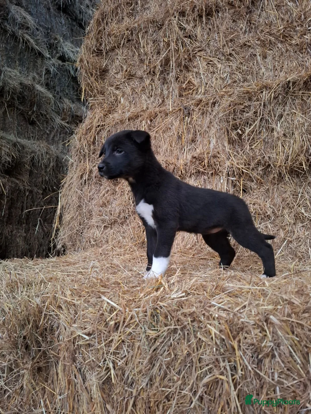 Kruising honden te koop: Prachtige pups Border Collie x Australian Kelpie  - Advertentie 14