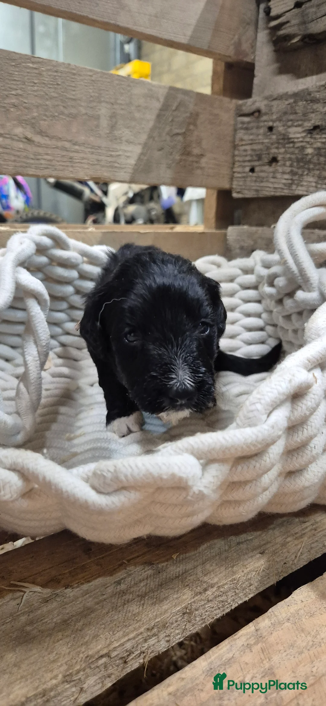 Kruising honden te koop: Bordoodle pups (F1) - nog 5 beschikbaar - Advertentie 29