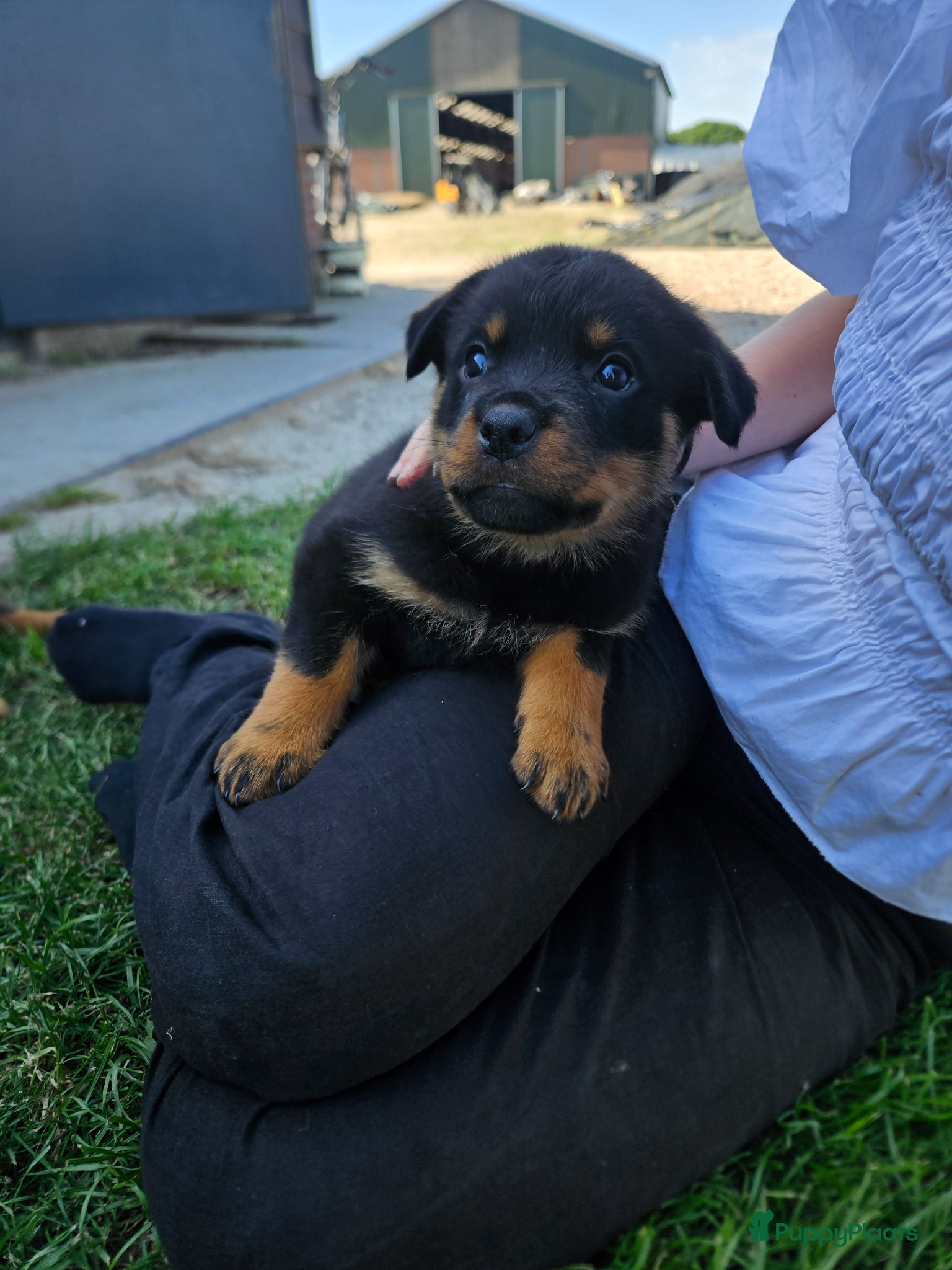 Rottweiler honden Super lieve sociale puppy's  - Advertentie 1