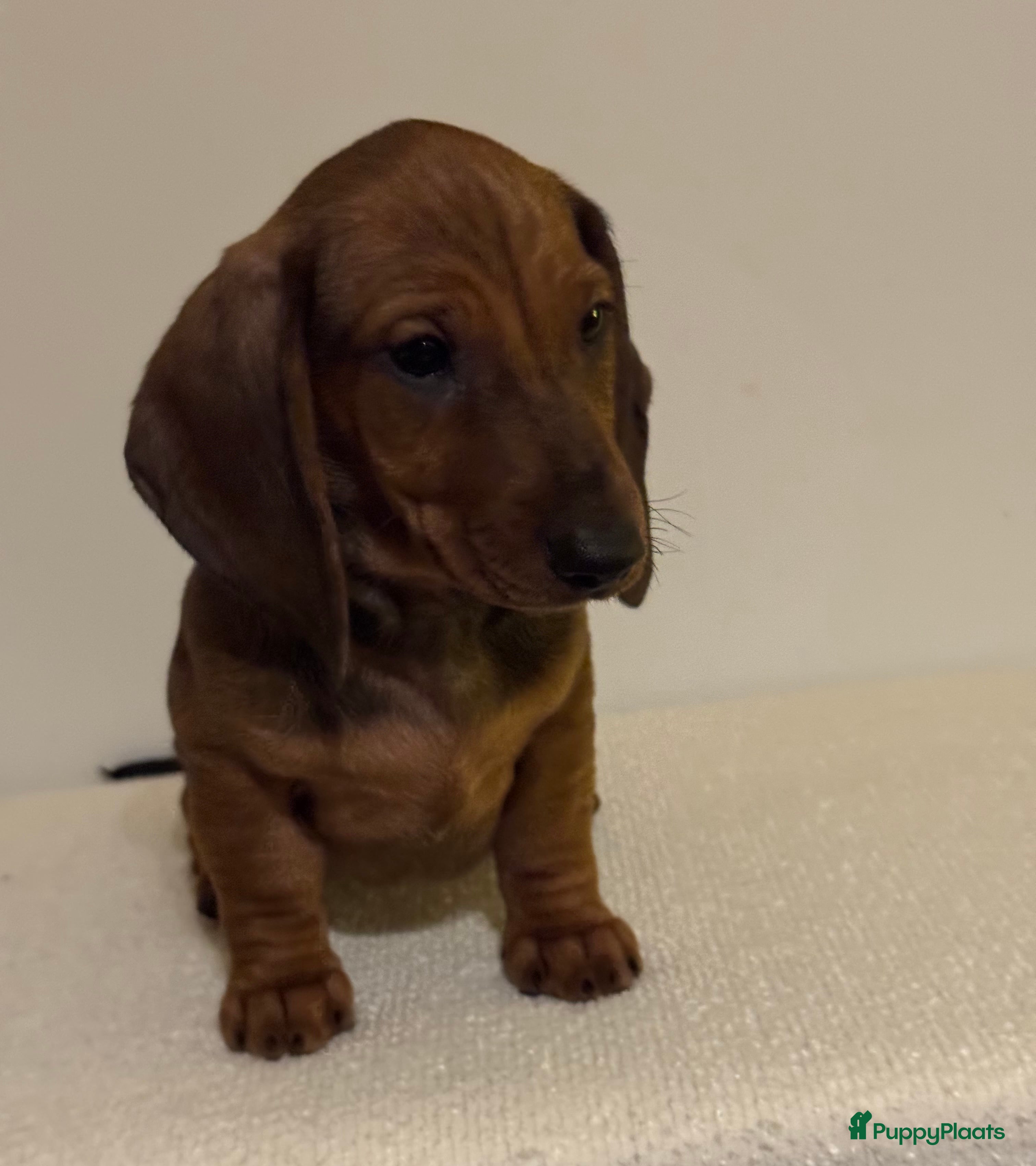 Teckel (korthaar)  honden Prachtige teckel reumet FCI stamboom  - Advertentie 1