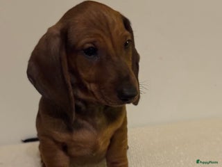 Teckel (korthaar) honden Prachtige teckel reumet FCI stamboom - Advertentie 2