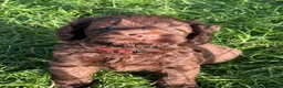 Labradoodle honden te koop: Multigen medium chocolade labradoodle pups - Advertentie 3