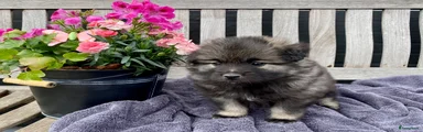 Keeshond Puppy 4