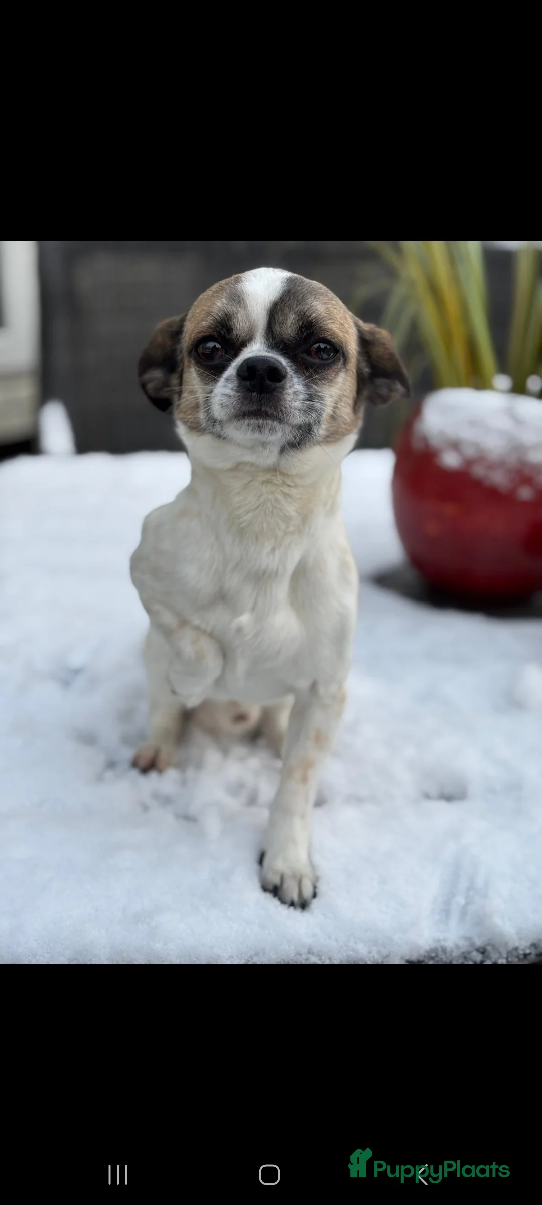 Kruising honden ter dekking: Lieve dekreu  - Advertentie 4