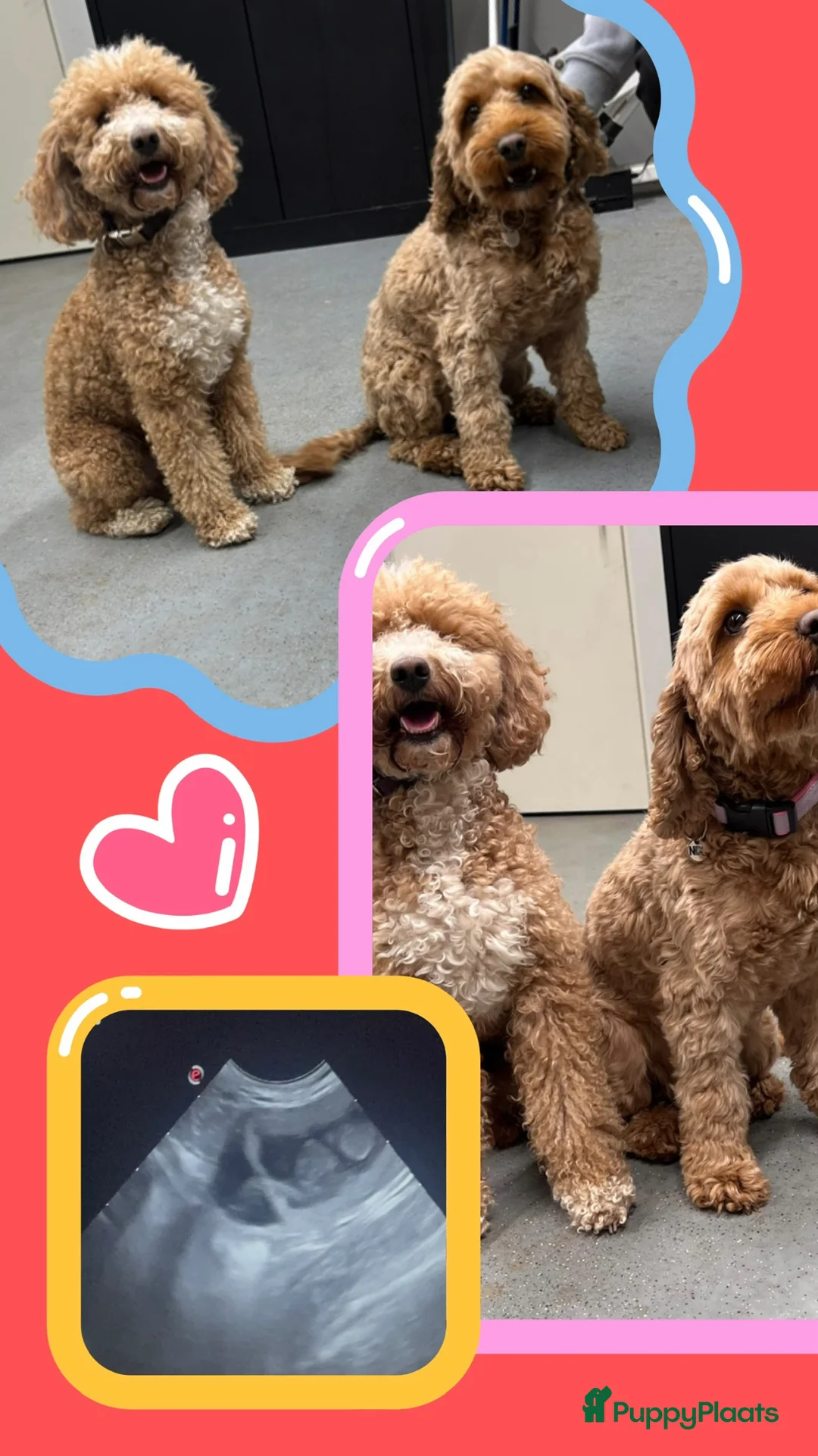 Cockapoo honden te koop: Cockapoo pups f1bb, huiselijk nestje - Advertentie 18