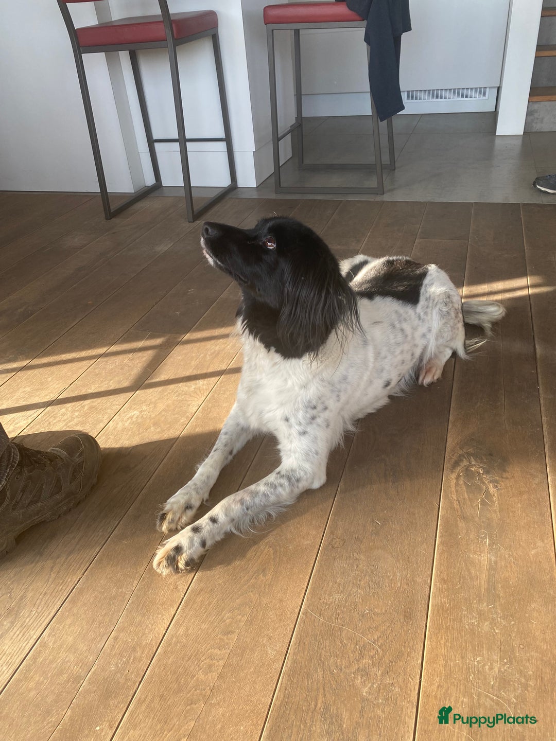 Kruising honden te koop: Friese Stabij X Epagnul Breton  - Advertentie 2