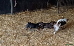 Jack Russel Terriër honden te koop: Pups: Jack Russel X Keeshond - Afbeelding 14