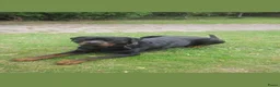 Rottweiler honden te koop: Mooie rottweiler pups tekoop - Advertentie 3