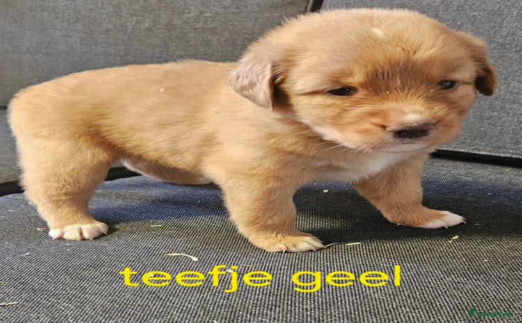 Nova Scotia Duck Tolling Retriever honden - Advertentie 1