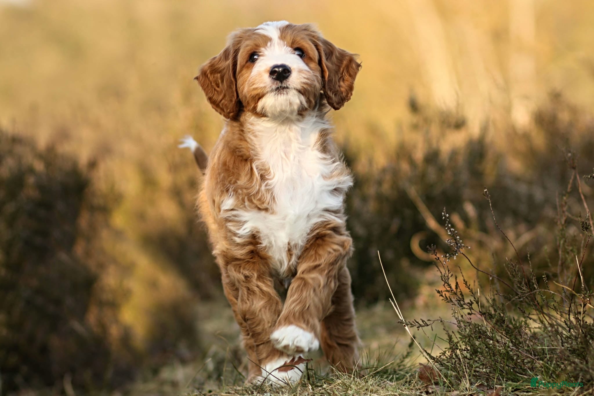 Labradoodle honden ter dekking: Labradoodle dekreu | Getest  in Sas van Gent - Advertentie 2