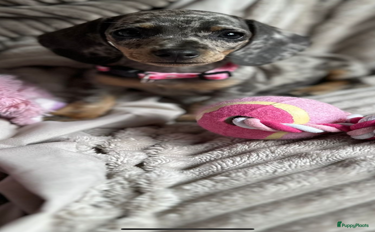 Teckel (korthaar)  honden - Advertentie 1