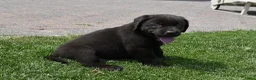 Labrador Retriever honden te koop: Chocolade bruine labrador pups met stamboom ! - Advertentie 37