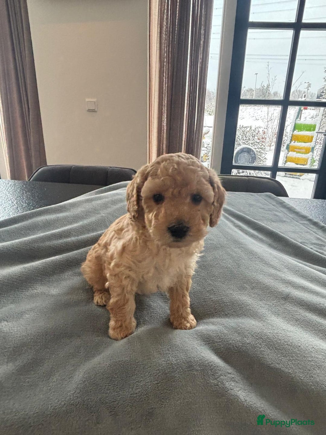 Kruising honden te koop: Mini labradoodle f4 - Advertentie 11