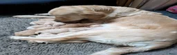 Goldendoodle honden te koop: Goldendoodle zoeken een warme thuis - Advertentie 16