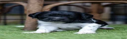 Kruising honden te koop: Geweldig nestje Heidewachtel x Friese stabij pups - Advertentie 9