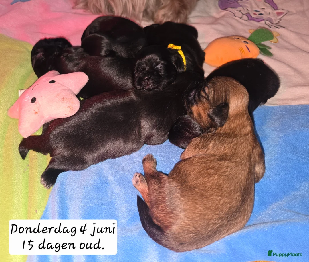 Kruising honden te koop: Shadow 🖤 Shih-Tzu/Boomer pup. Nieuwe foto's  - Advertentie 38