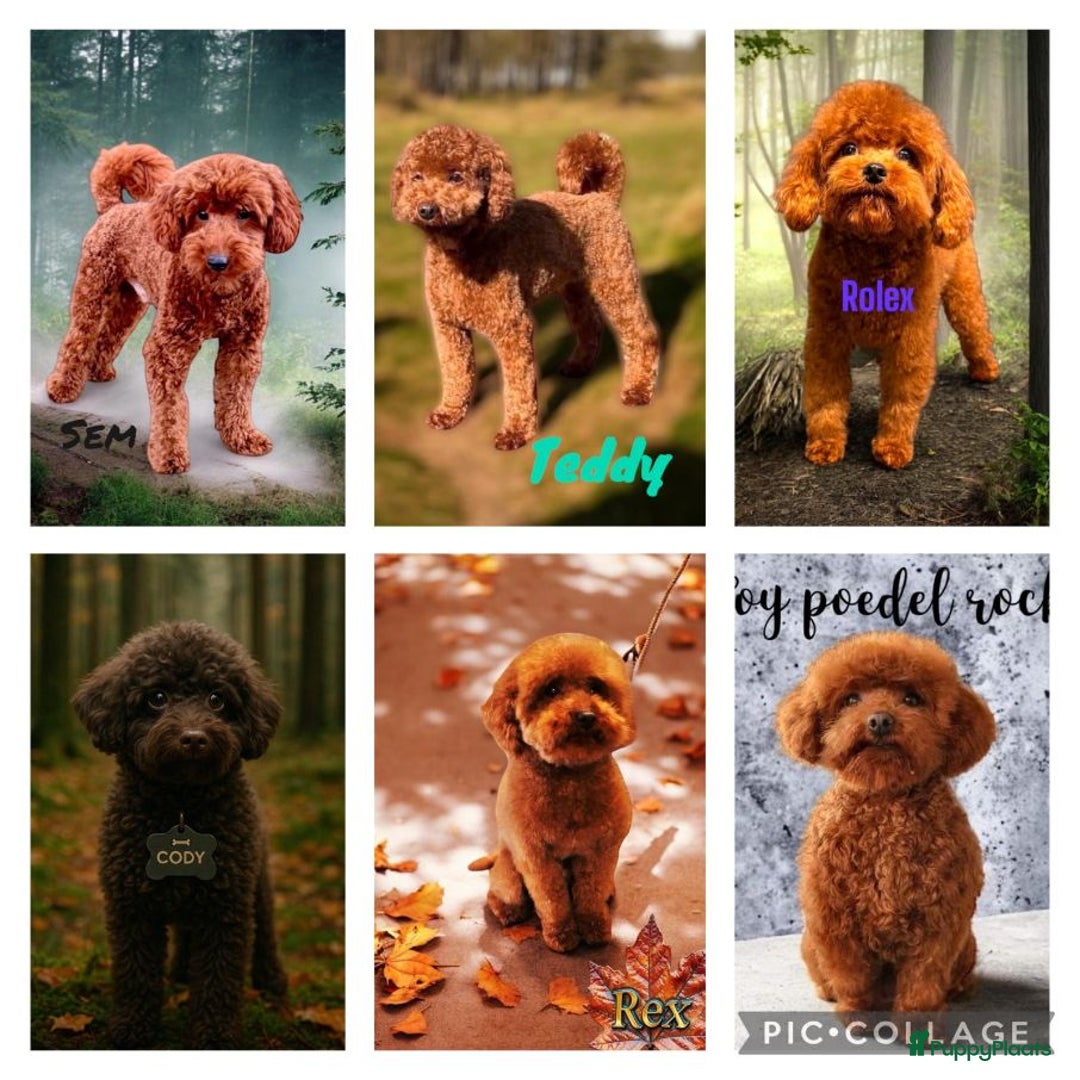 Poedel Toy honden ter dekking: kleine toy poedel dekreu donker rood rocky - Afbeelding 14