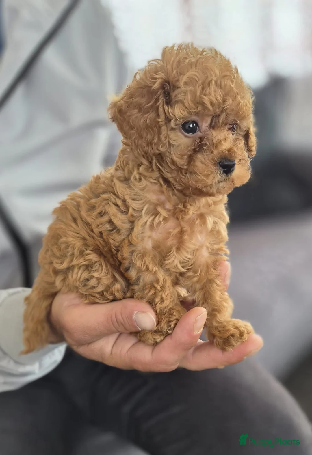 Poedel Toy honden te koop: Ieniemienie teefje 🌸💜 - Advertentie 1