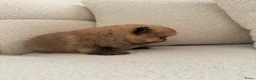 Pomeriaan honden te koop: Pomeranian pomeriaan pups  - Advertentie 6