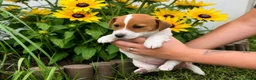 Poedel Toy honden te koop: Toy Poedel pups - Advertentie 2