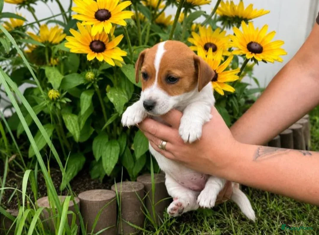 Poedel Toy honden te koop: Toy Poedel pups - Advertentie 2
