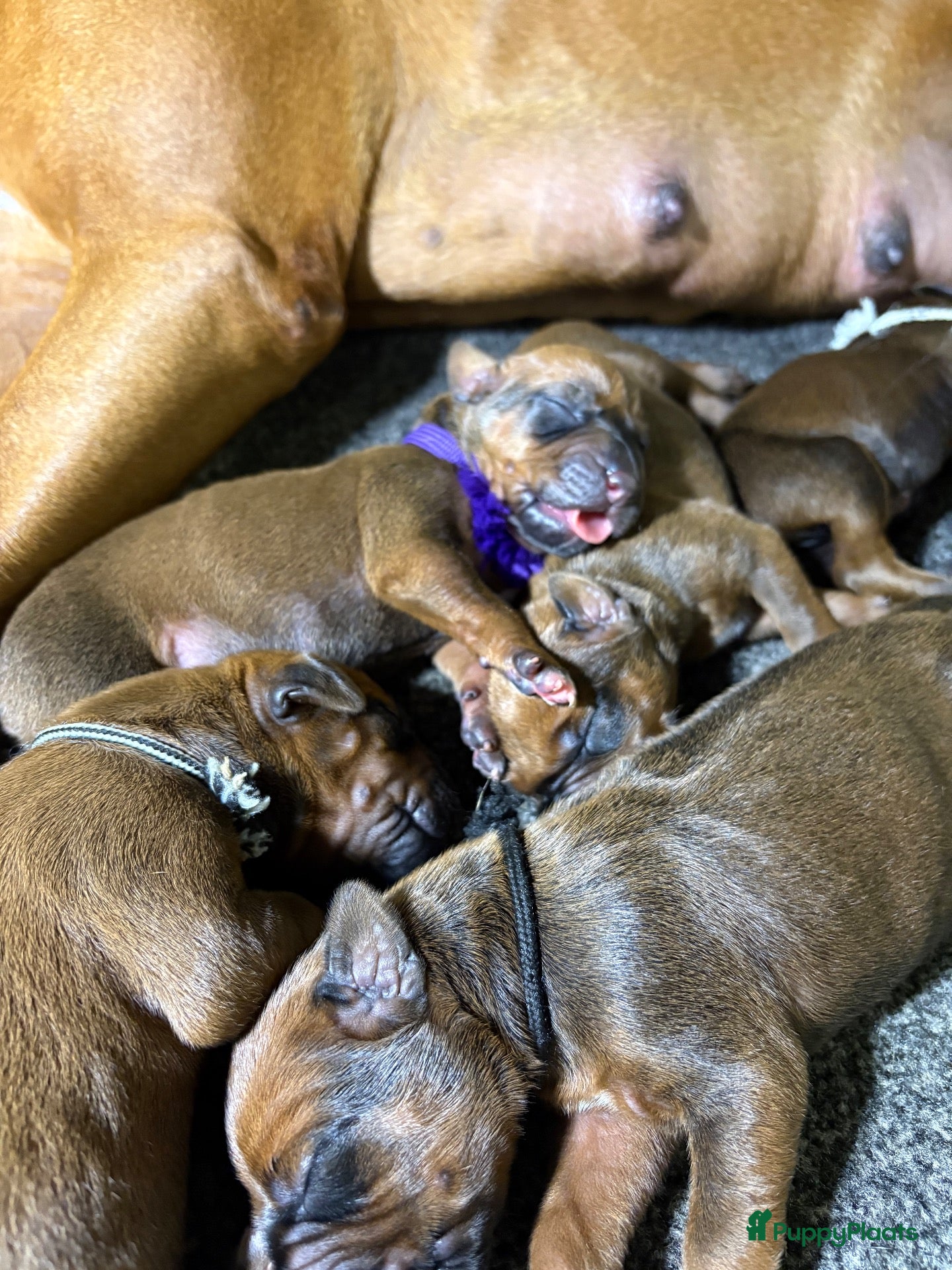 Rhodesian Ridgeback honden Rhodesian Ridgeback pups kennel Majaliwa  - Advertentie 1
